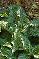 Cuckoo Pint Arum italicum Leaves 2000px.jpg
