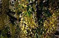 Laburnum-watereri-flowers.JPG