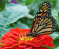 Monarch Butterfly Red Zinnia 2050px.jpg