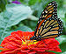 Monarch Butterfly Red Zinnia 2050px.jpg