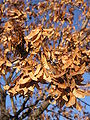 Acer platanoides fruit (Ab plant 146).jpg