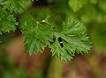 Black Swallowtail Papilio polyxenes Caterpillar Parsley 2571px.jpg