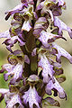 Himantoglossum robertianum (flowers).jpg