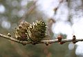 Larix-kaempferi-cones.JPG