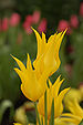 Lily-flowered Tulip Tulipa 'West Point' Flowers 2000px.JPG