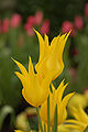Lily-flowered Tulip Tulipa 'West Point' Flowers 2000px.JPG