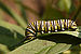 Monarch Butterfly Danaus plexippus Feeding Down 3008px.jpg
