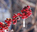 American Winterberry Ilex verticillata 'Winter Red' Frozen 2281px.jpg
