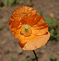 Armenian Poppy Papaver lateritium Flower Side 1958px.jpg