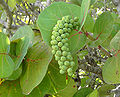 Coccoloba uvifera.jpg