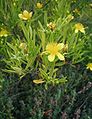 Hypericum-erectum-Gemo.JPG
