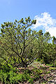 Pinus pumila Rogów.JPG