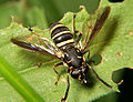 Syrphid fly Temnostoma.jpg