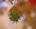 American Sweetgum Liquidambar styraciflua Hanging Fruit 2500px.jpg