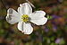 Flowering Dogwood Cornus florida Lone Flower 3008px.jpg