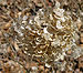 Hills-of-Snow Hydrangea arborescens 'Grandiflora' Flowers 2606px.jpg