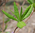Pink Azalea Rhododendron periclymenoides New Leaves 2029px.jpg