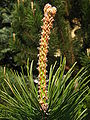 Pinus mugo nothosubsp. rotundata shoots.jpg