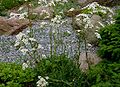 Saxifraga-cotyledon-total.JPG