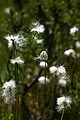 Scheiden Wollgras Eriophorum vaginatum 2.JPG