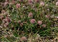 Trifolium-arvense-flowers.JPG