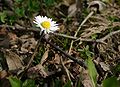 Bellis-perennis.JPG