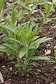 Butterfly Weed Asclepias tuberosa Young 2000px.JPG