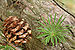 Japanese Larch Larix kaempferi Cone and Needles 3008px.jpg