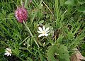 Sanguinaria-canadensis.JPG