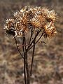Arctium lappa20100409 34.jpg
