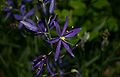 Camassia-quamash-flowers.JPG
