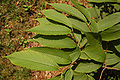 Hornbeam Maple Acer carpinifolium Leaves 3000px.jpg