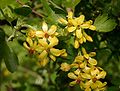 Ribes-odoratum-flowers.JPG