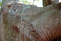 Cladrastis kentukea Yellowwood Bark 3008px.jpg