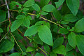 Highbush Blueberry Vaccinium corymbosum Leaves 3008px.jpg