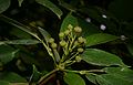 Trochodendron-aralioides-flowers.JPG