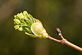 Acer platanoides spring 7.jpg