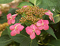 Bigleaf Hydrangea Hydrangea macrophylla 'Tokyo Delight' Five 2317px.jpg