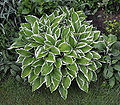 Hosta R01.jpg