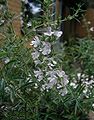 Satureja-montana-flowers.JPG