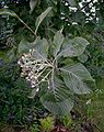 Sorbus-aria.JPG