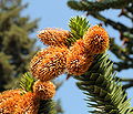 Araucaria araucana cones at Hulda Klager Lilac Gardens.jpg