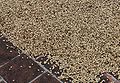 Coffea-arabica-raw.JPG