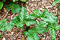 Cuckoo Pint Arum italicum Leaves 3264px.jpg