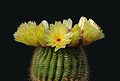 Notocactus minimus.jpg