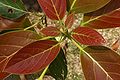 Persea americana new foliage 3.JPG