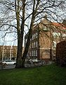 Corylus-colurna-habit.JPG