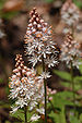 Foamflower Tiarella 'Cygnet' Flower Closeup 2000px.JPG