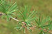 Japanese Larch Larix kaempferi Needles 3008px.jpg