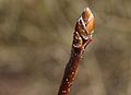Sorbus-intermedia-bud.JPG